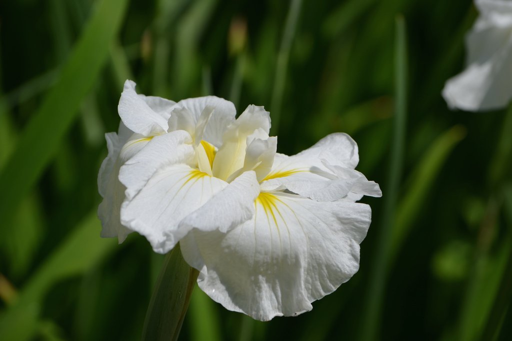Iris ensata 'Gold Bound'